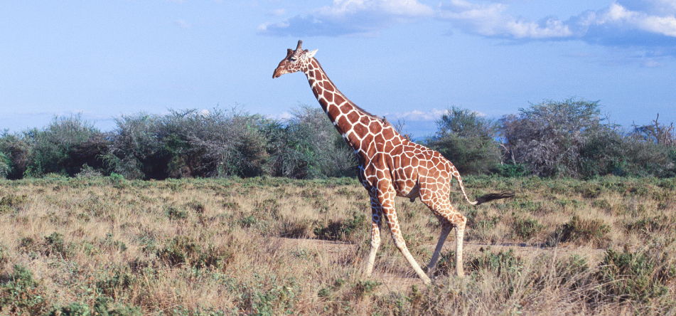 動物ののどの なぜ どうして のどコラム 龍角散のど研究室