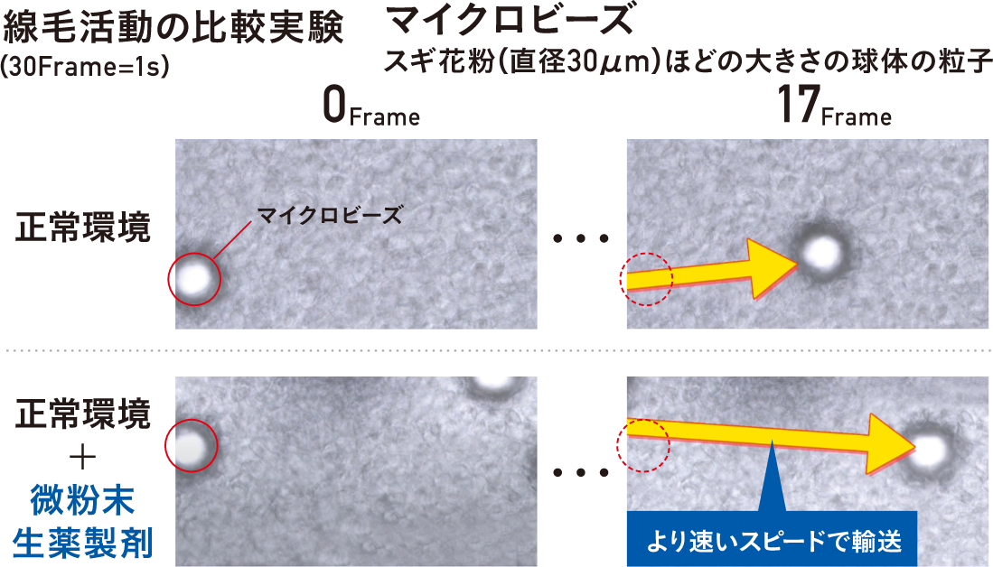 線毛活動の比較実験