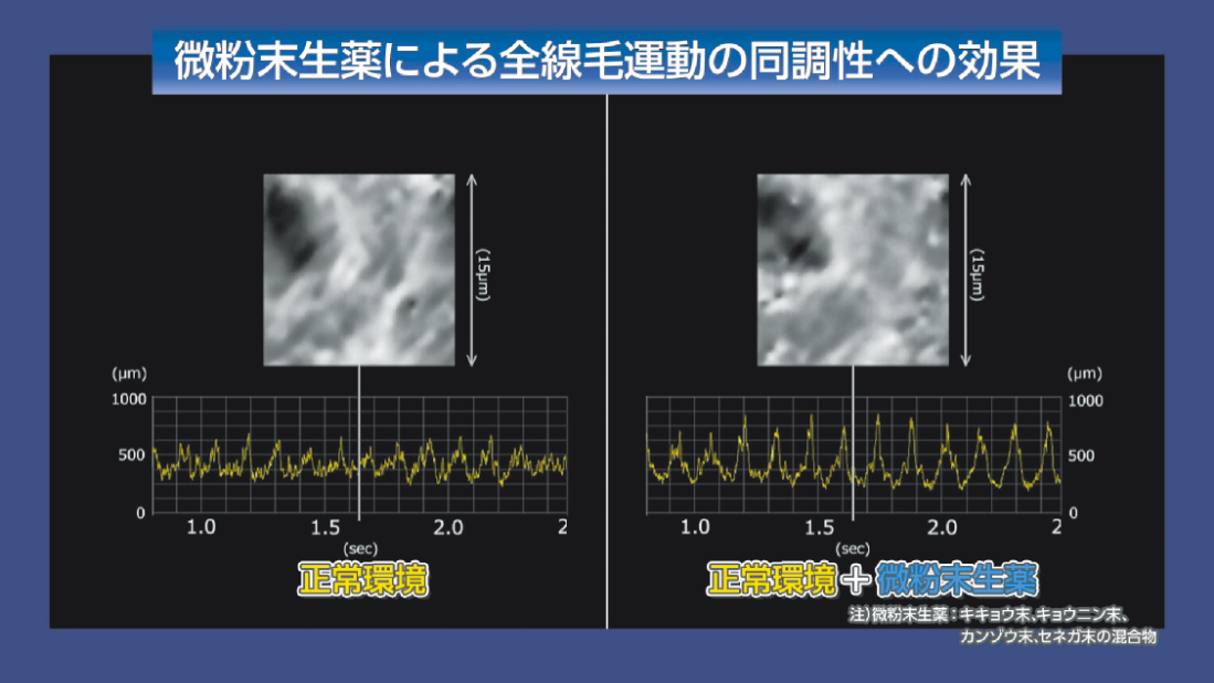 微粉末生薬による全線毛運動の同調性への効果