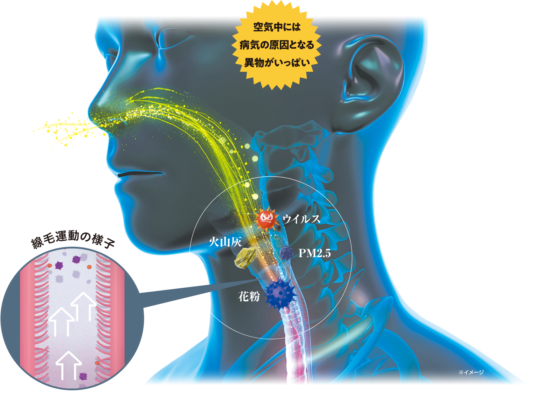 線毛運動の様子