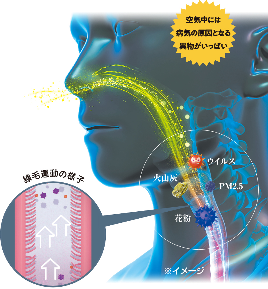 線毛運動の様子