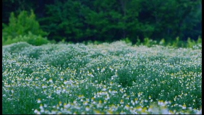 View of a chamomile field in the town of Happo