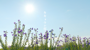 キキョウが育つ町